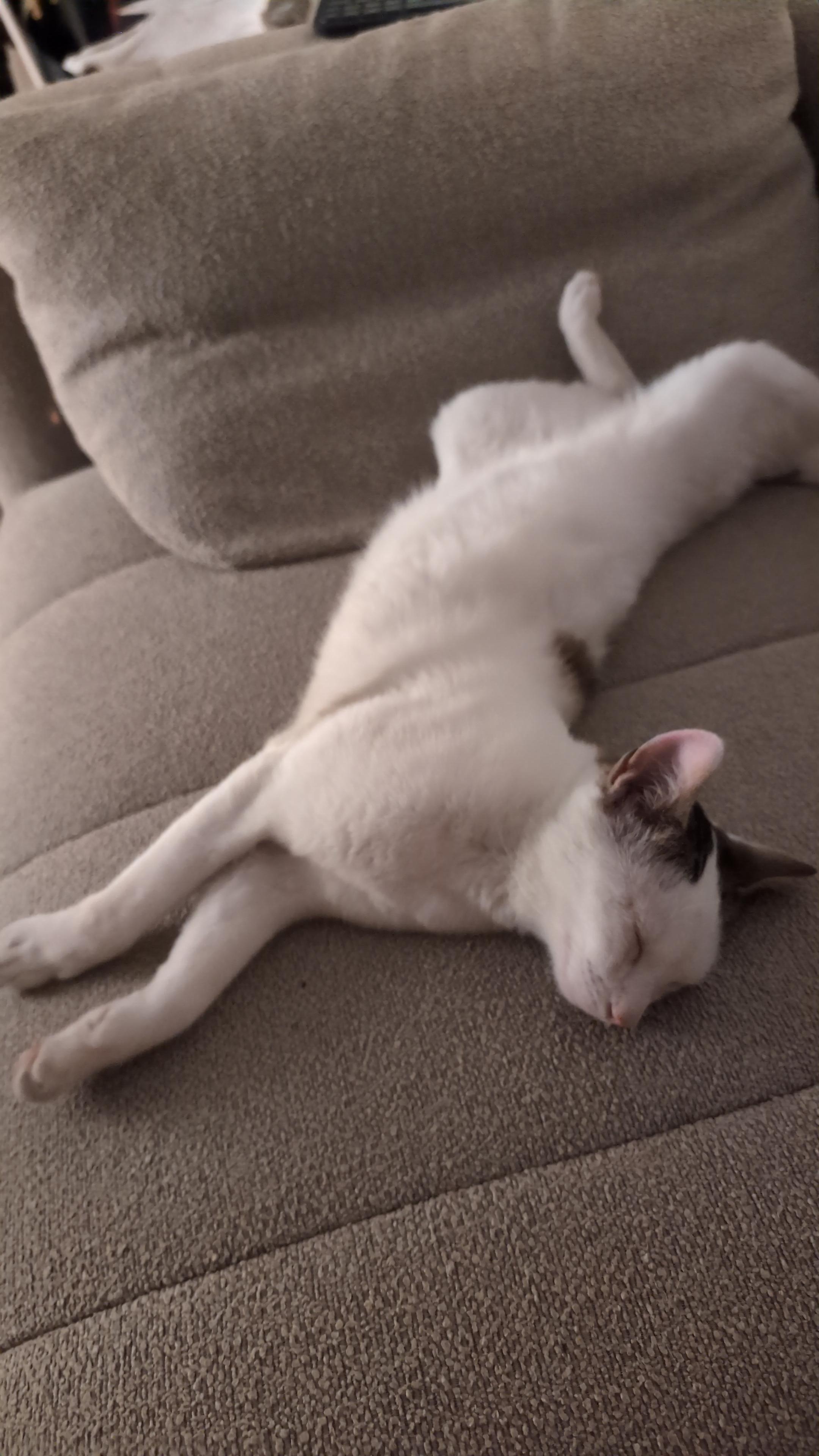 Snoozing Pedro being a lanky Kitty