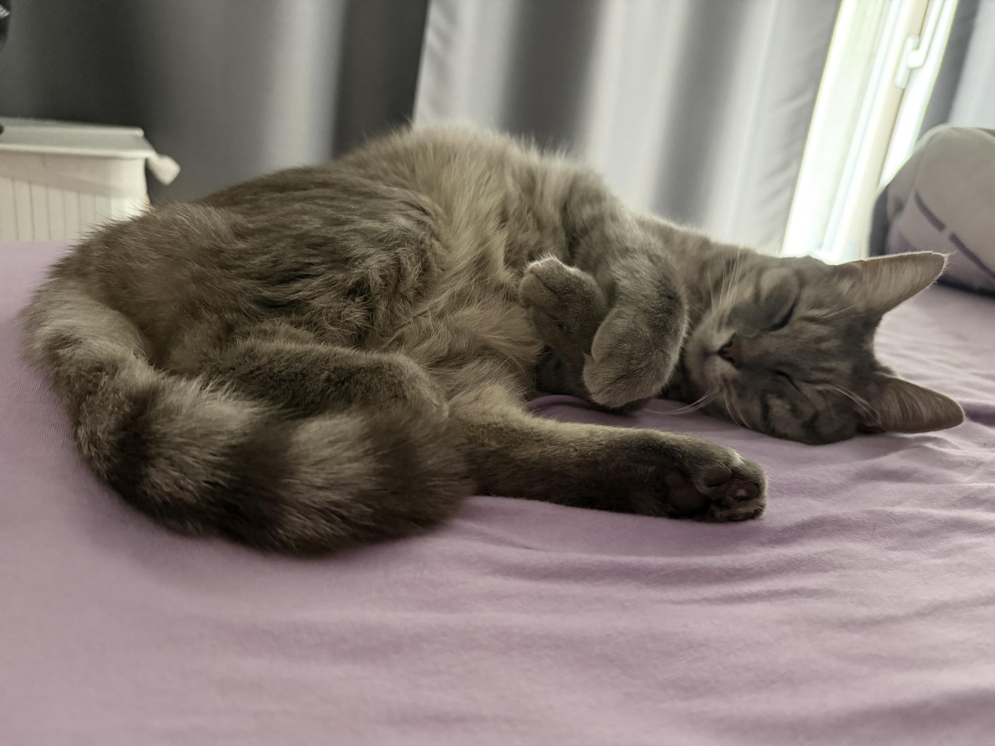 Sleepy grey cat Faramir looking cute on the bed